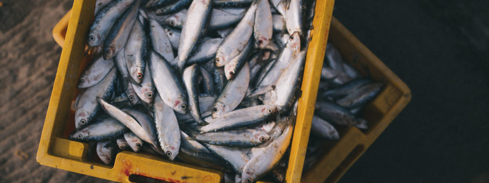 Fischwirt – Aquakultur und Binnenfischerei